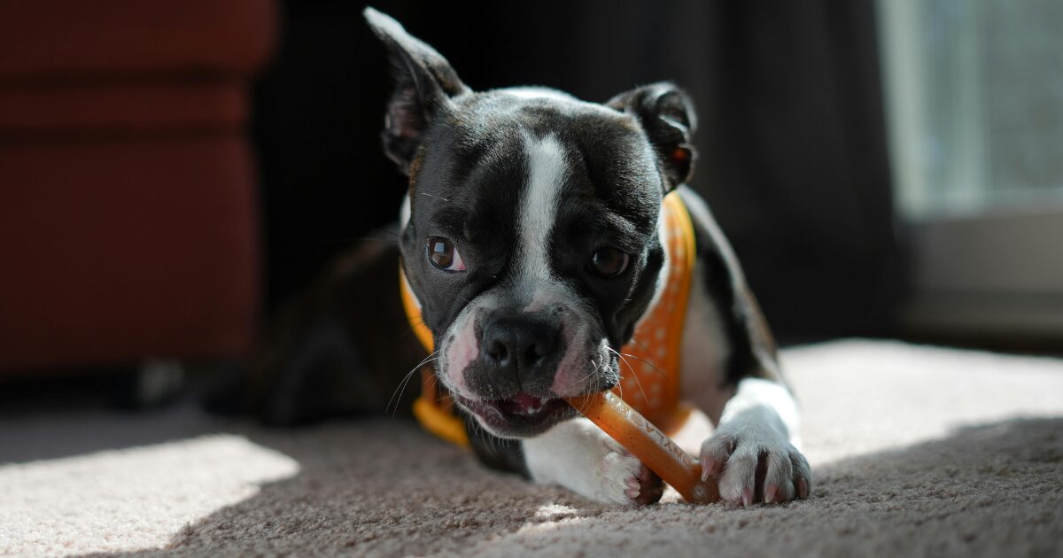 Real Dog Owner Testimonials: The Best Durable Chew Toys for Heavy Chewers That Actually Work