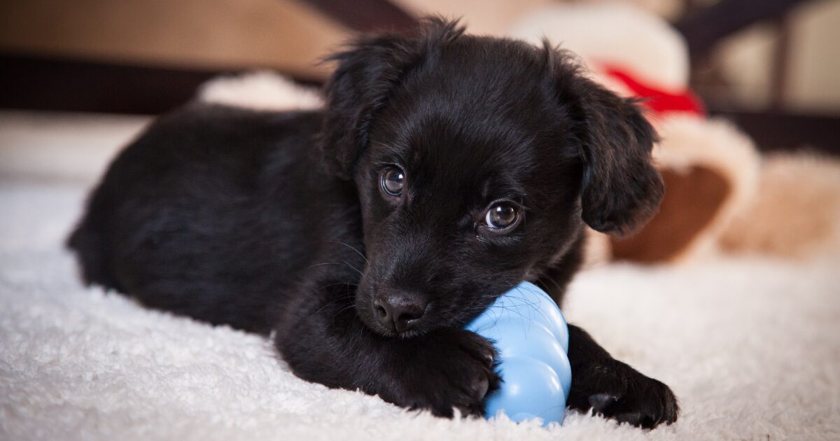 Tough Enough for Power Chewers: 7 Durable Chew Toys Every Dog Owner Needs