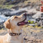 Best Dog Training for Calm Behavior That Will Wow Your Guests