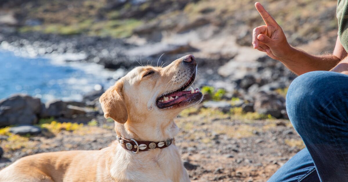  Best Dog Training for Calm Behavior That Will Wow Your Guests