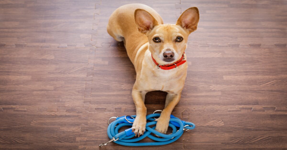 Why Dog Training for Calm Behavior Is a Game-Changer for Social Situations