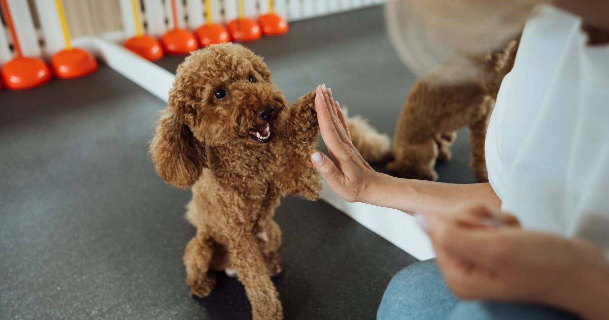 Step-by-Step Guide to Dog Training for Calm Behavior Around Strangers