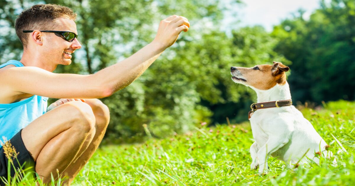 Mastering Calmness: How Dog Training for Calm Behavior Can Prevent Anxiety