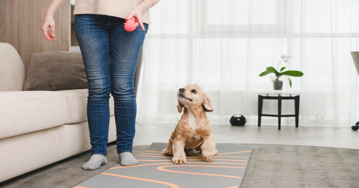 Impress Your Guests: How Dog Training for Calm Behavior Creates a Peaceful Home