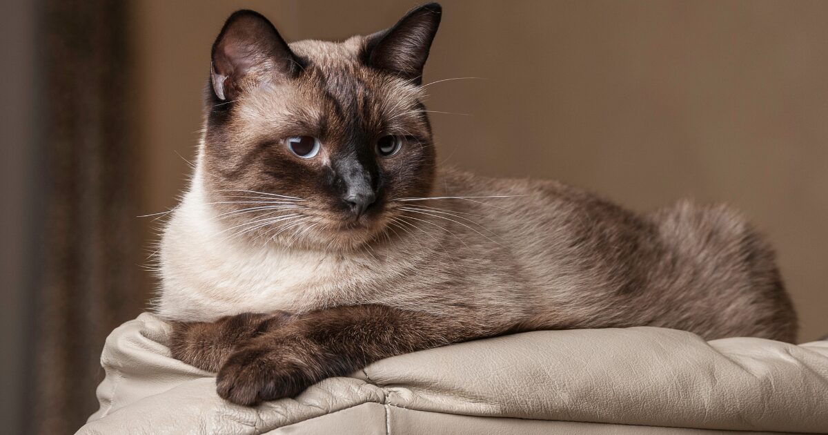 What Makes These Best Cat Breeds for Families with Kids the Ultimate Companions for Your Home