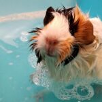 How to Groom a Guinea Pig: A Fun and Easy Guide for Kids and First-Time Pet Parents