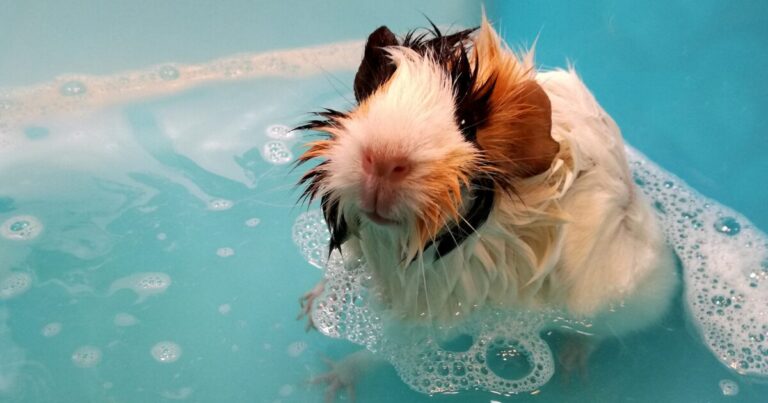 How to Groom a Guinea Pig: A Fun and Easy Guide for Kids and First-Time Pet Parents