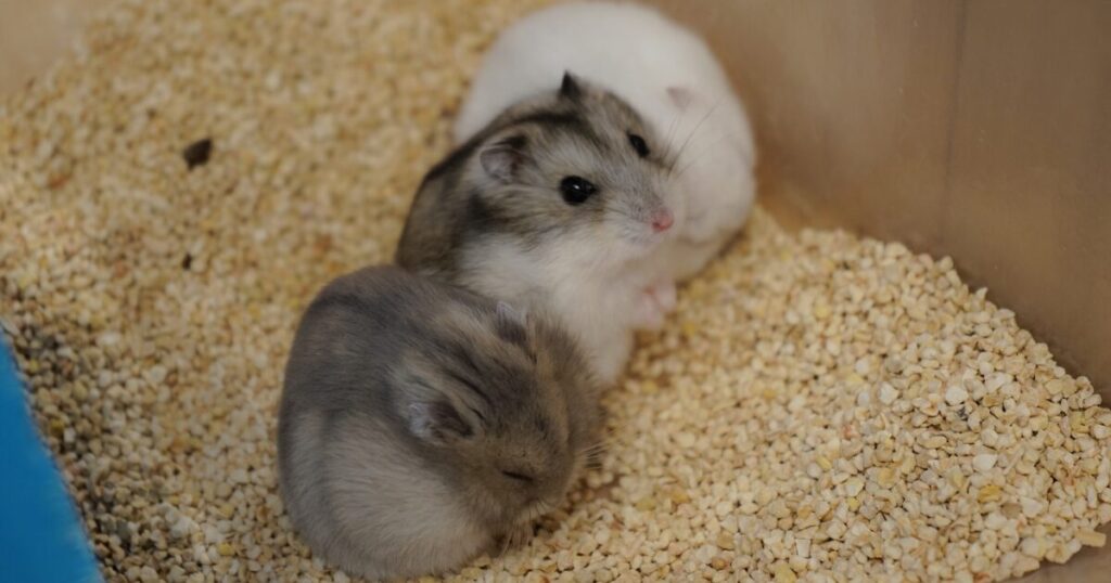 How to Choose the Best Bedding for Hamsters