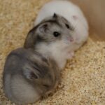 How to Choose the Best Bedding for Hamsters