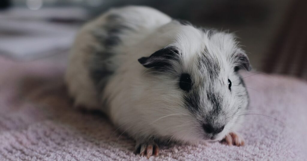 How to Groom a Guinea Pig