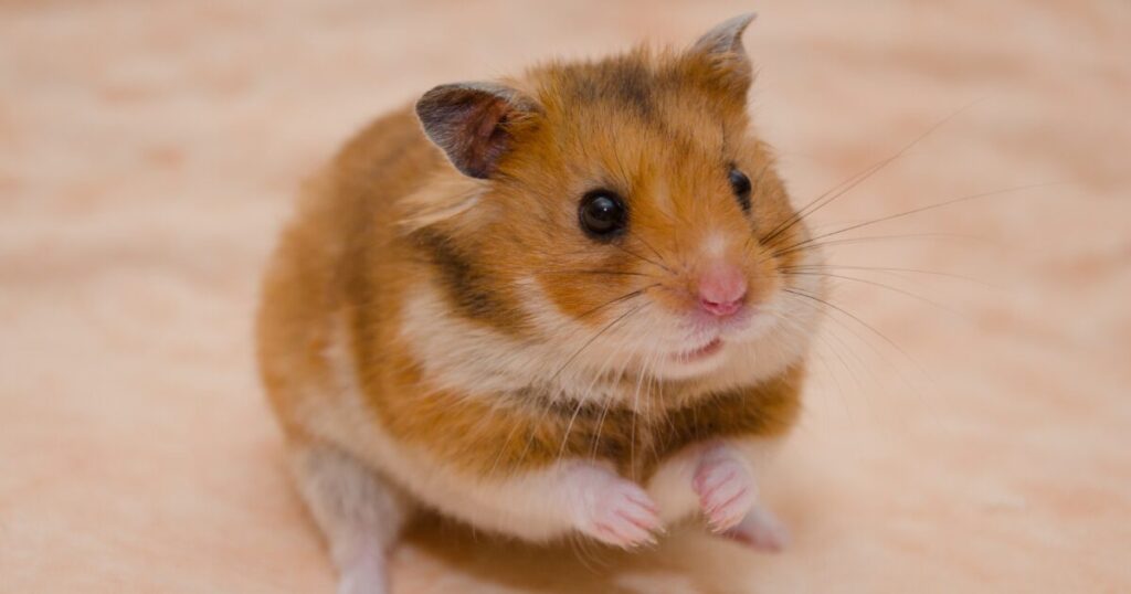 Why Bedding Matters: The Secret to a Happy, Healthy Hamster