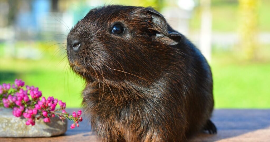 How to Groom a Guinea Pig Safely: Getting Ready for a Mess-Free Adventure