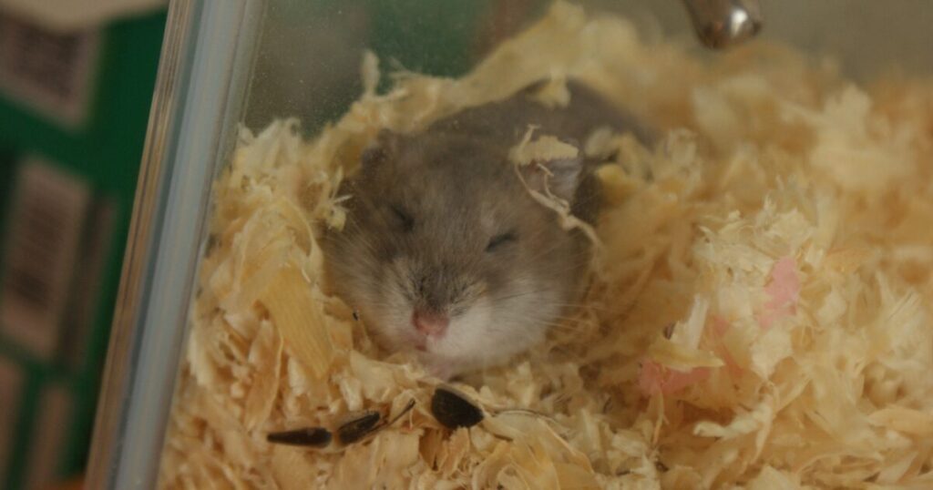 What Makes the Best Bedding for Hamsters? Let’s Break It Down!