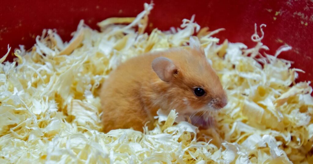 Soft, Safe, and Snuggly: Exploring the Best Bedding for Hamsters by Material