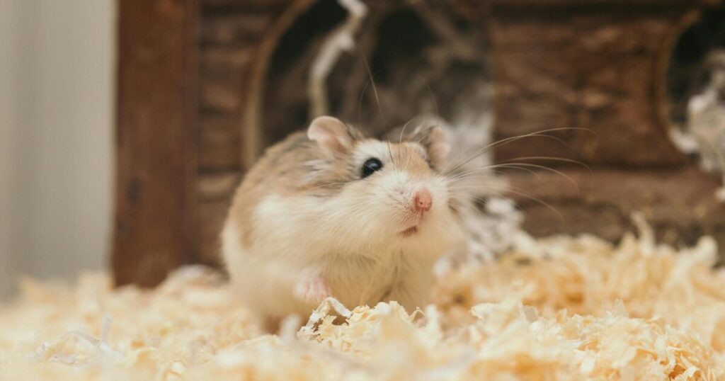 Say Goodbye to Odors: Best Bedding for Hamsters That Keeps Things Fresh
