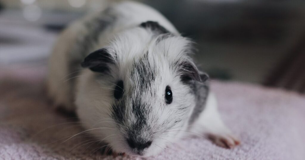 Make Grooming Part of Your Family Routine
