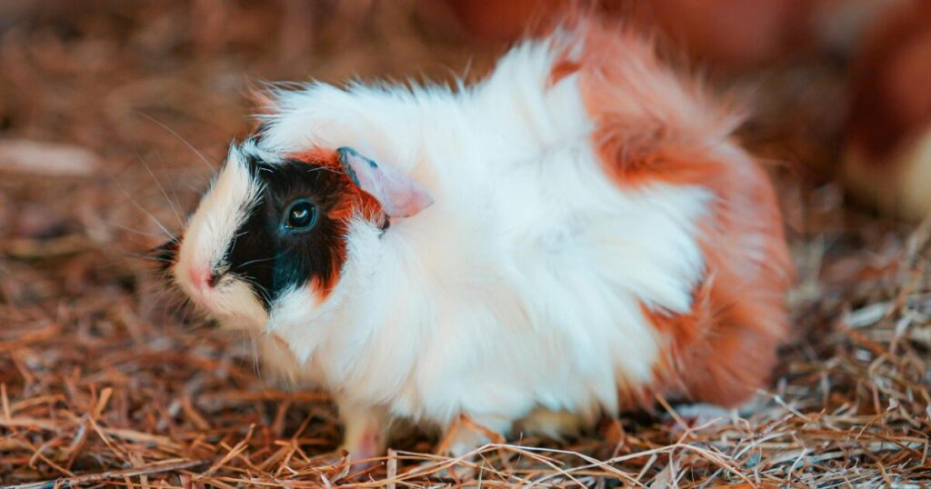 Grooming Your Guinea Pig Should Be Fun and Fuzzy