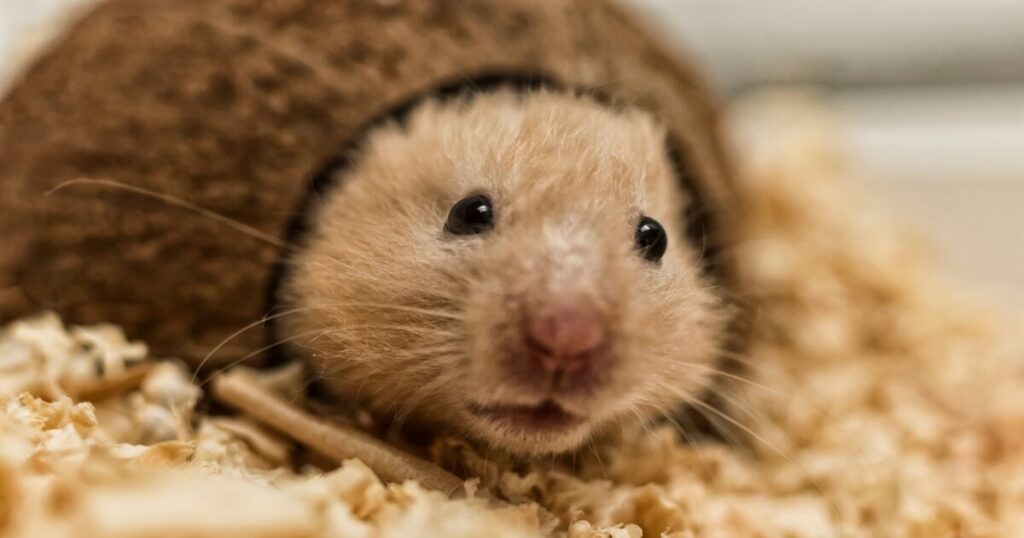 Real Reviews, Real Results: Tested Picks for the Best Bedding for Hamsters