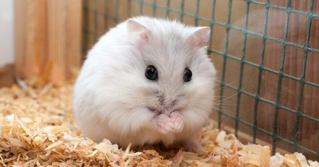 Bedding on a Budget: Where to Find the Best Bedding for Hamsters Without Breaking the Bank