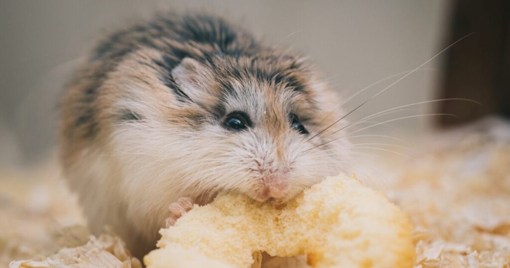 Conclusion: Creating the Perfect Home for Your Hamster