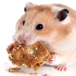 What Do Hamsters Really Eat? The Ultimate Guide to the Best Food for Hamsters of All Ages!