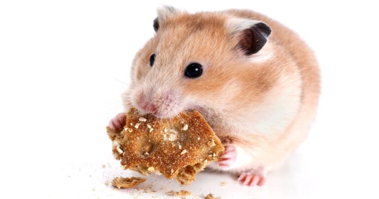 What Do Hamsters Really Eat? The Ultimate Guide to the Best Food for Hamsters of All Ages!