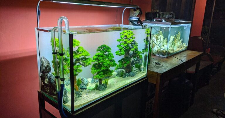 Aquarium in the Library? How to Care for a Pet Fish in Public Spaces